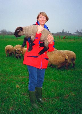Cathy Bushby Holding a Hampshire Down Lamb
The older sheep don't seem the least bit bothered -- even by Cathy's enormously bright coat!
Λέξεις-κλειδιά: Hampshire Down sheep Cathy Bushby flourescent red coat lamb