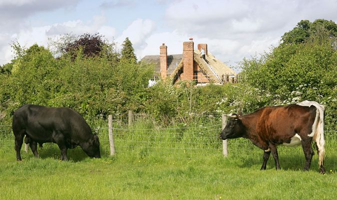 Aberdeen Angus Bull & Gloucester Cow
Our Aberdeen Angus bull, Rull Balletcruz B012, enjoys a summer meal with Betty, our Gloucester cow.  The story of Gloucester cows is quite interesting:  in 1972 there were only 68 Gloucester cattle in the world.  Please visit the [url=http://www.gloucestercattle.org.uk/breed.htm]Gloucester Cattle Society website[/url].  Note the roof thatcher in the background.
Keywords: Aberdeen Angus bull roof thatch Gloucester cow Lucies Farm