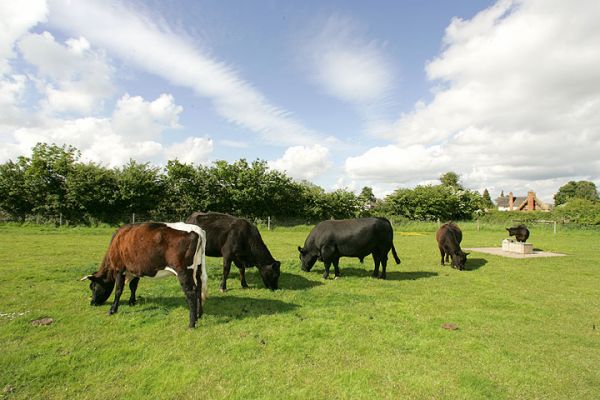 Just Part of the Four Acre Field
In this section of the field, we have Betty, our Gloucester Cow, three Aberdeen Angus females (a mother and her two daughters), and our Aberdeen Angus bull.  Just another sunny day in Worcestershire.
Palabras Clave: Aberdeen Angus bull Gloucester cow Worcestershire Lucies Farm