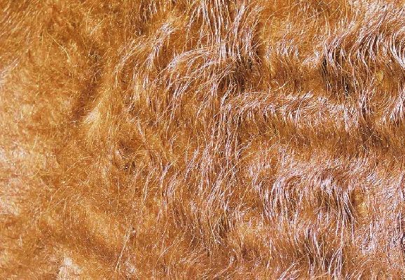 Rannoch's Fur
Keywords: Highland Cattle fur Lucies Farm
