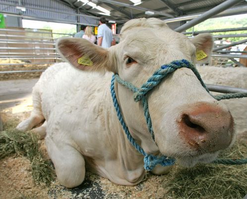 Charolais Cow - Beef 2005 - Builth Wells, Wales
The more friendly end of a Charolais cow.
Keywords: Charolais cow Beef 2005 Builth Wells Wales