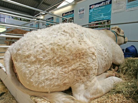 Charolais Cow - Beef 2005 - Builth Wells, Wales
Palabras clave: Charolais cow Beef 2005 Builth Wells Wales