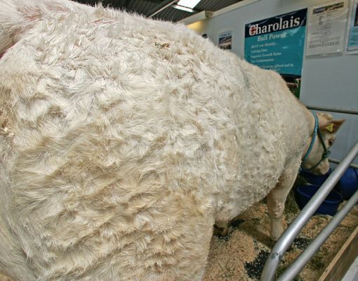 Charolais Cow - Beef 2005 - Builth Wells, Wales
My wide-angle lens is normally used to make faces (particularly noses!) peer into the camera.  Here we took a backwards approach.
Avainsanat: Charolais cow Beef 2005 wide angle lens Builth Wells Wales