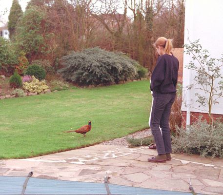 Chase and the Phesant
This phesant kept coming into our back garden (perhaps because we were feeding it).
Anahtar kelimeler: Chase phesant garden Whitecroft