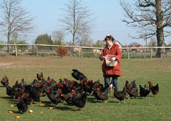 Marjorie and the Black Rocks
Good Friday morning, 2004.  The Black Rocks are always pleased with the kitchen scraps that Marjorie brings them each morning.
Ключові слова: Marjorie, Black Rock chickens, Black Rocks, chickens, Whitecroft, Good Friday