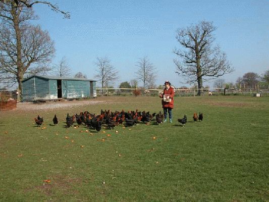 Marjorie and the Black Rocks - April 2004
Good Friday morning -- a beautiful, mild spring morning.  And Marjorie is at peace with the Black Rocks.
Keywords: chicken, Black Rock chicken, Marjorie, Whitecroft