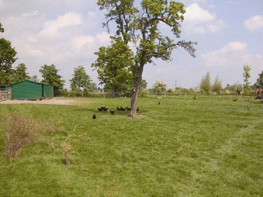 Glorious Spring Day
May 17, 2004 --- Sunny and warm.  The Black Rock Chickens, Bronze Turkeys, and Khaki Campbell Ducks are all seeking shade.  It's so warm you can almost hear the grass growing.
Ključne besede: chickens spring Whitecroft turkeys ducks