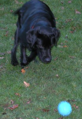 Chip About To Get The Ball
Keywords: Chip, dog kennel, dog boarding, Lucies Farm, playing ball, playing catch