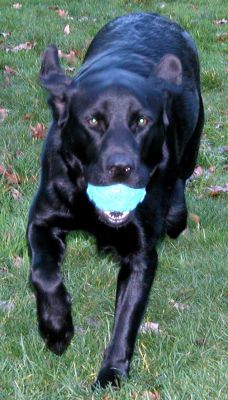 Chip Gets The Ball --- and runs....
Ключови думи: Chip, dog kennel, playing ball, playing catch, Lucies Farm