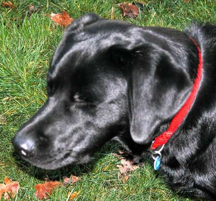 Chip With His Eyes on The Ball
Ключові слова: Chip, dog kennel, dog boarding, Lucies Farm
