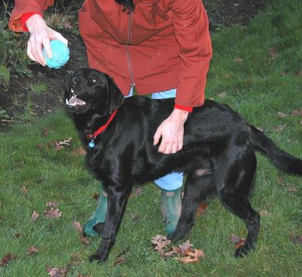 Chip With His Eye on The Ball
Λέξεις-κλειδιά: Chip, dog kennel, dog boarding, Lucies Farm, ball throwing