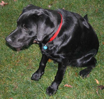Chip Watching the Ball
Keywords: Chip, dog kennel, dog boarding, playing ball, Lucies Farm