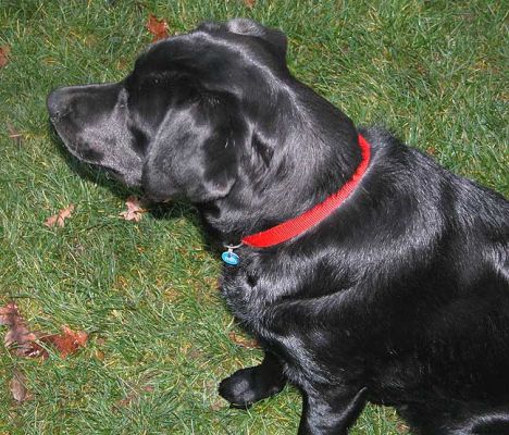 Chip Watching The Ball, and Waiting to Catch
Keywords: Chip, dog kennel, playing catch, playing ball, Lucies Farm