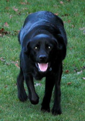 Chip Stalking the Ball -- Looks More Like A Panther
Trefwoorden: Chip, dog kennel, dog boarding, panther, Lucies Farm
