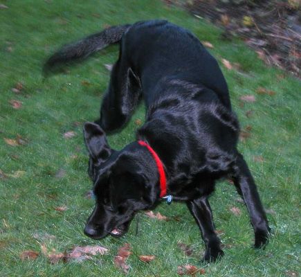 Chip Turning Quickly To Catch The Ball
Palabras Clave: Chip, dog kennel, dog boarding, ball, playing catch, playing ball, Lucies Farm