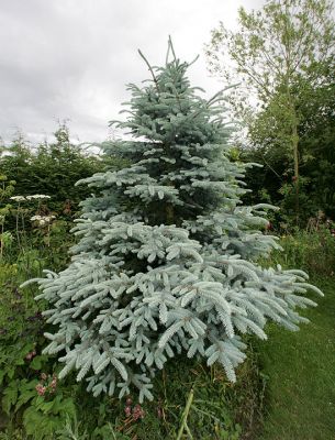 Outside Christmas Tree
This tree was originally our Christmas tree.  As it was purchased in the pot, we planted it outdoors in the New Year where it has continued to thrive.
Keywords: Christmas tree spruce Whitecroft garden