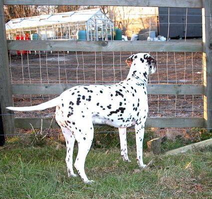 Cookie Watching the Chickens
Ключові слова: Cookie, Dalmatian, chickens, dog hotel, dog resort, Lucies Farm
