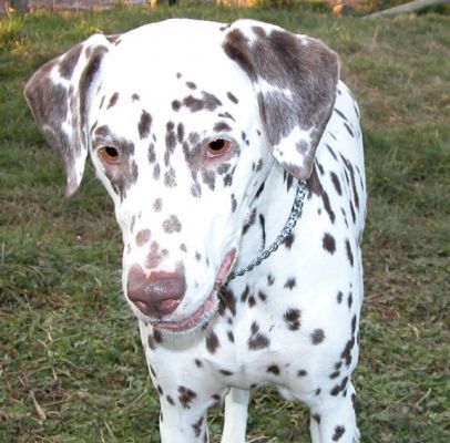 Cookie
Keywords: Cookie, Dalmatian, dog resort, Lucies Farm