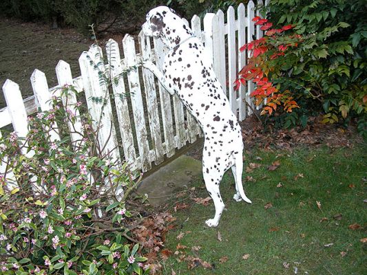 Cookie Would Like to Meet the Ducks
Cookie looking over our white picket fence (needing paint - a spring job) at the Khaki Campbell ducks.
Palabras Clave: Cookie, dalmatian, Khaki Campbell ducks, ducks, Lucies Farm, dog resort