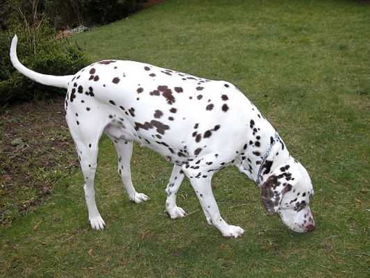Cookie Having a Mooch
Ключови думи: Dalmatian, Cookie, dog, Lucies Farm, dog resort