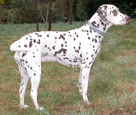 Cookie
March 19 2005
Schlüsselwörter: Cookie Dalmatian dog Lucies Farm