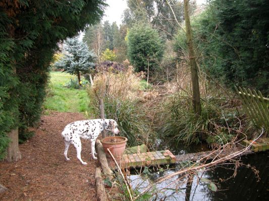 Cookie and the Stream
Cookie looking over the small dam in the stream.  Naturally, she then walked across the dam, only to be confronted by the fence on the other side.
الكلمات الإستدلالية(لتسهيل البحث): Cookie dam fence Lucies Farm dog