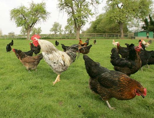 Chickens Roaming
Our free-range Black Rock chickens having a bit of a snack, April 24 2005
Ključne besede: Black Rock chickens crow rooster free range Lucies Farm