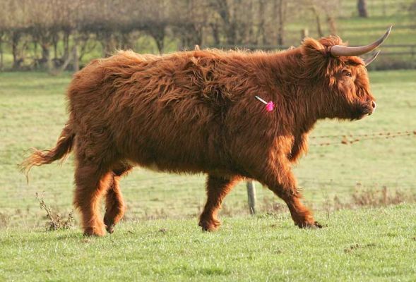Steer With the Dart in His Shoulder
He ran and ran and ran, and ultimately needed a little bit of a "top up" of the tranquliser.
Avainsanat: Highland steer dart tranquliser