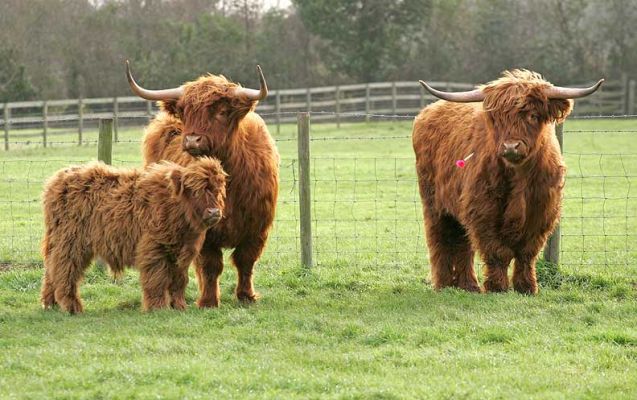 Highland Cow & Calf and Highland Steer
After we got the cow and calf into the trailer, they began the drive to their new home on a hilltop in South Wales.  The steer UK302940500041 has been moved into a stable so we can hopefully socialise him a bit.
Keywords: Highland Cow Highland steer