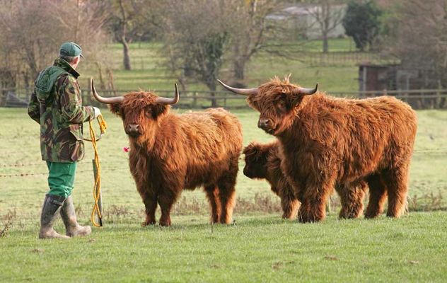 Bob Approaching the Highland Steer and Cow
They've both been drugged (by dart) but do not seem ready to roll on the grass.
Klíčová slova: Bob Lawrence Highland steer Highland cow UK302940500041