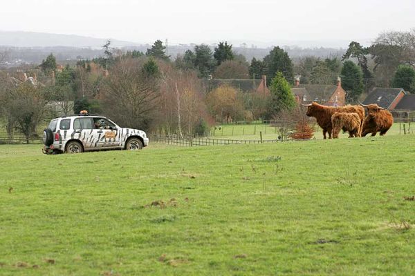 Bob Lawrence Using Air Rifle To Shoot the Steer
This is actually the moment that the dart hit the steer (UK302940500041).  You can see him losing his step on the right of the photograph, with the red tip of the dart showing.  Bob Lawrence, from the West Midland Safari Park, has just fired the air rifle.
Ключевые слова: West Midlands Safari Park Highland steer dart tranquiliser