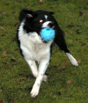 Keywords: pet resort, dog kennel, dog boarding, playing ball, catch