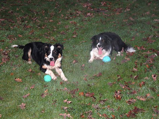 Keywords: dog kennel, dog boarding, Lucies Farm, playing ball, playing catch