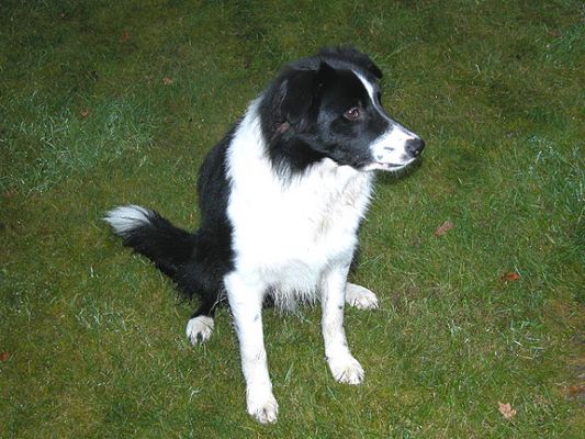الكلمات الإستدلالية(لتسهيل البحث): dog kennel, dog boarding, Lucies Farm, playing ball, playing catch
