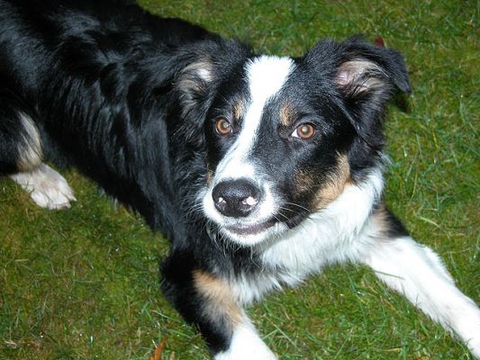 Keywords: dog kennel, dog boarding, Lucies Farm