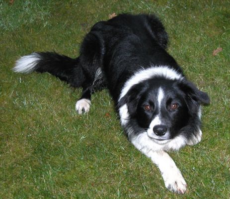 Keywords: dog kennel, dog boarding, Lucies Farm