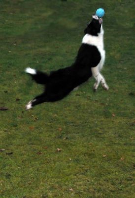 Ključne besede: dog kennel, dog boarding, Lucies Farm, playing ball, playing catch