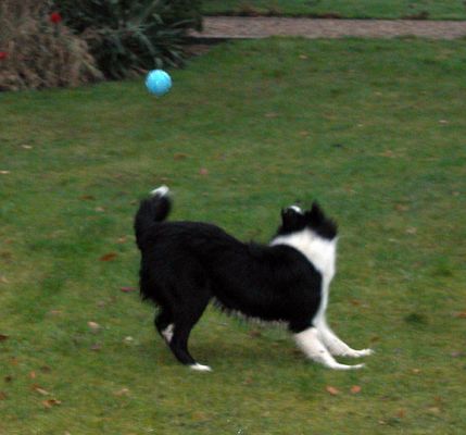Ключови думи: dog kennel, dog boarding, Lucies Farm, playing ball, playing catch