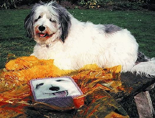 Digby and his Birthday Cake
Λέξεις-κλειδιά: Digby doggie cake birthday cake