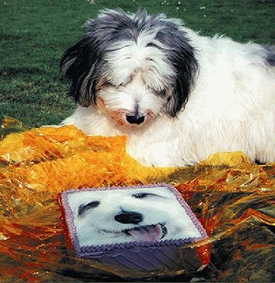 Digby and his Birthday Cake
Palabras Clave: cake Digby birthday
