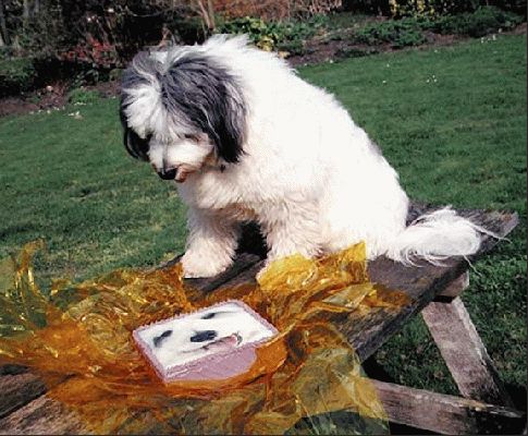 Digby and his Birthday Cake
Λέξεις-κλειδιά: Digby cake birthday