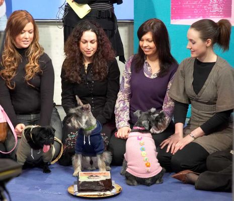 A Pampered Pooch Party on ITV's "This Morning"
. . . with a doggie birthday cake from Lucies Farm.
Schlüsselwörter: pampered pooch doggie birthday cake ITV This Morning
