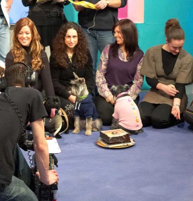 ITV "This Morning" Rehearsal
A "pampered pooch" piece, with a doggie birthday cake from Lucies Farm.
Keywords: doggie birthday cake Lucies Farm ITV This Morning pampered pooch
