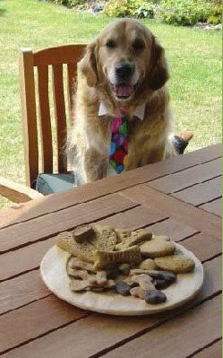 Caesar waiting for Lucies Farm Dog Treats
Keywords: Caesar dog treats
