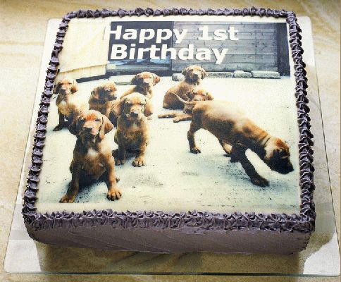 doggiecake-2.jpg