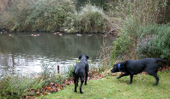 The Men Watching The Ducks
Fortunately the pond is fenced (just out of sight in this photograph) or we'd have dogs-in-pond.
Palabras Clave: ducks, dog kennel, Lucies Farm