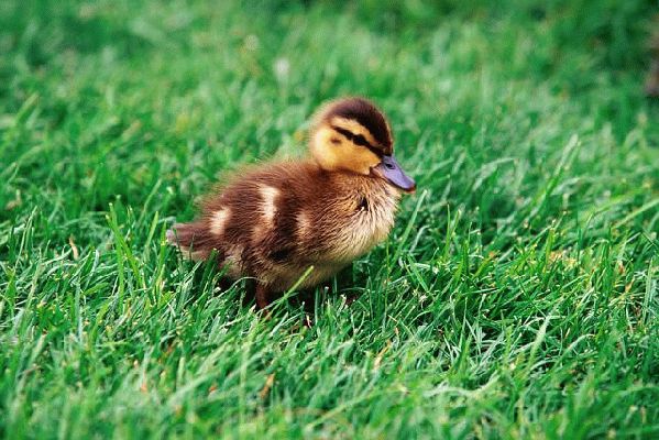 Duckling
Λέξεις-κλειδιά: duckling