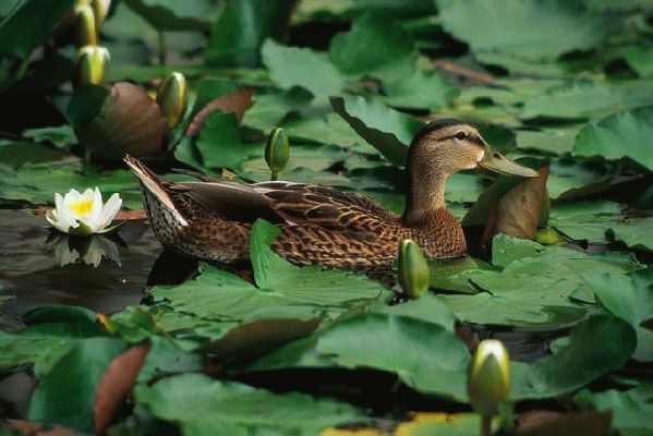 Duck in Pond
Λέξεις-κλειδιά: duck pond