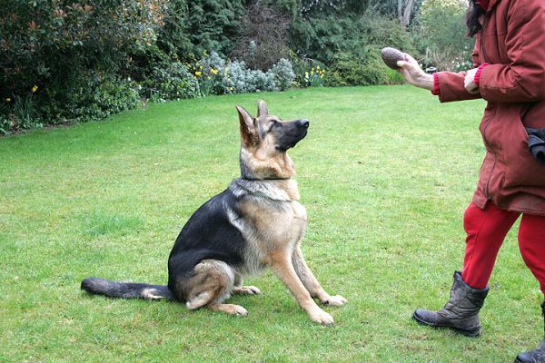 Paulo Waits For His Easter Egg
I think Paulo thinks it's a ball.  He's ready to play catch.  March 27 2005
Ključne besede: Paulo German Shepherd Easter egg dog Lucies Farm