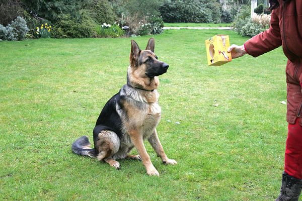 Paulo Awaits the Easter Egg
"What's this?"
Keywords: Paulo German Shepherd dog Easter egg Lucies Farm